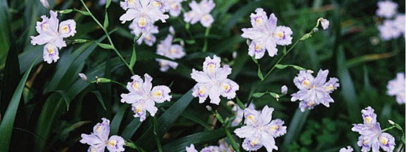 �yPOLA�z�����P�~�߃N���[�� B.A ���C�g�Z���N�^�[���T�C�g